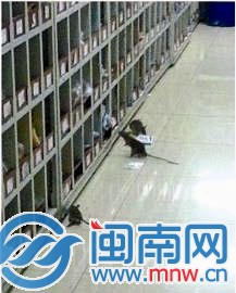 藥房群鼠扎堆偷藥