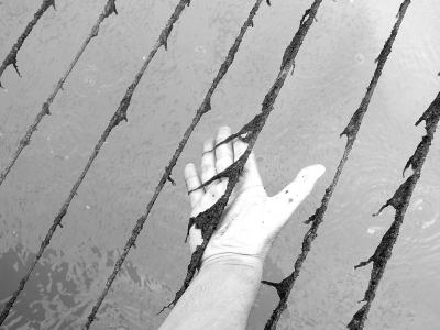 網(wǎng)繩上爛掉的紫菜。