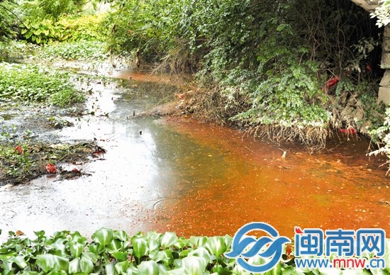 玉田渠水面,水浮蓮叢生,散發陣陣惡臭