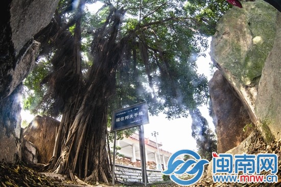 福住邦夫在鄭成功紀念館親手種下的榕樹