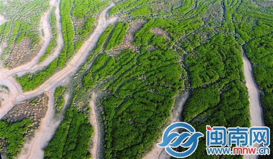 洛陽(yáng)江旁的紅樹(shù)林