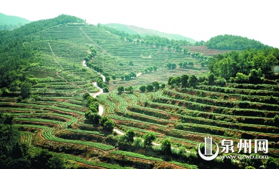 皇旗尖生態茶園