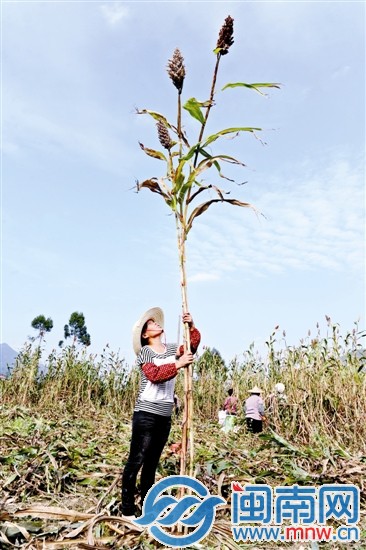 在眾多兄弟姐妹中，最高的有近5米，矮的也有3米多