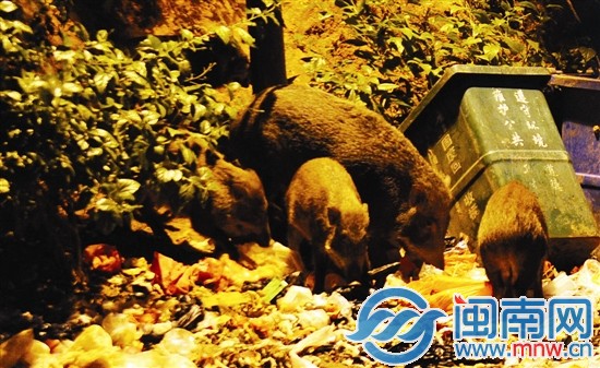 一大四小5只野豬從樹林中走出來