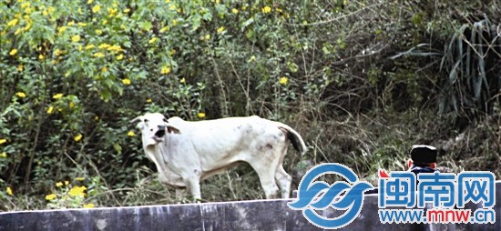 民警連發4彈,才將牛擊斃