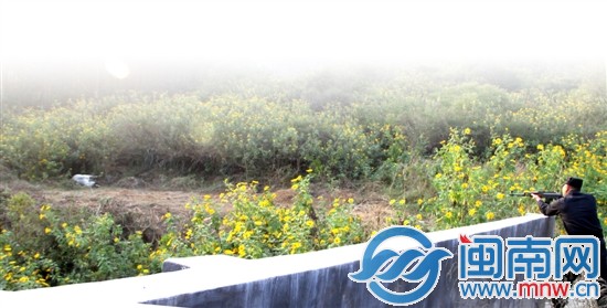 被車連撞兩次后,牛踱到附近一安息堂,最終被民警擊斃