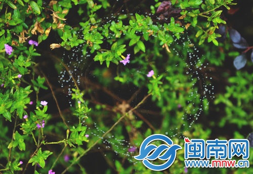 花叢中的蜘蛛網掛滿水珠