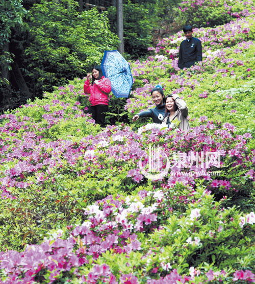 洛江仙公山風景區內,杜鵑花漫山遍野,紅的似火,白