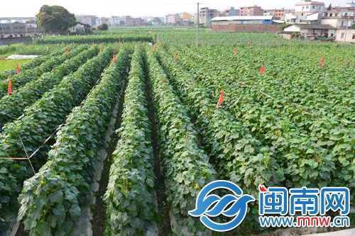 菜農很愁，地里這么多黃瓜賣不動