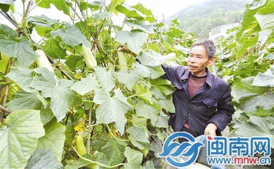 聽說有人要買黃瓜,顏興堂光著腳就跑到地里摘瓜