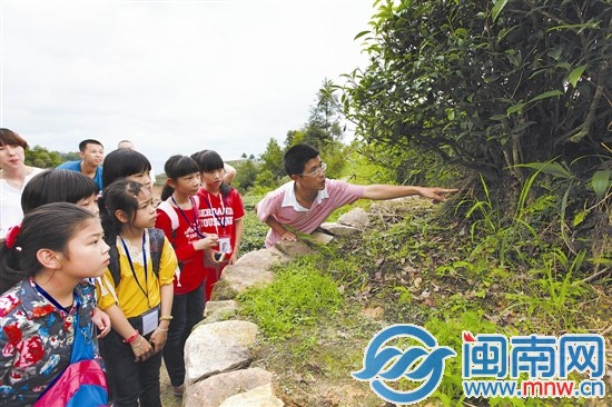 海都小記者 當了回小茶農5