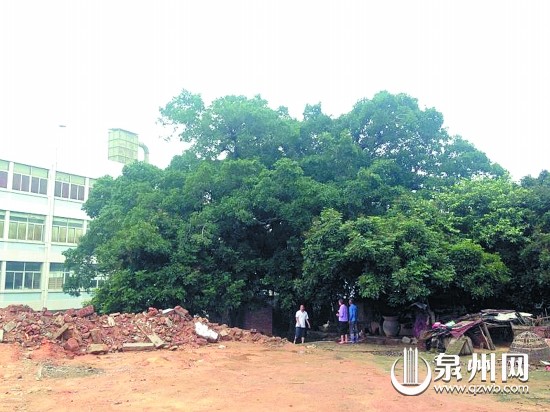 移植大榕樹須向林業部門提出申請