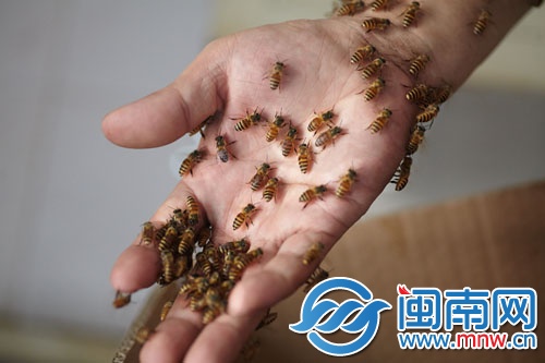 蜜蜂附在黃師傅的手上，他反復(fù)尋找蜂王