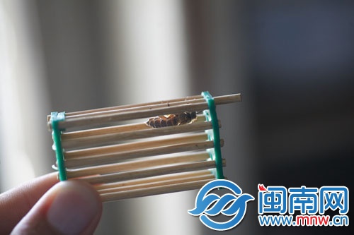 將蜂王關(guān)進“王籠”，放進蜂群中引誘其他蜜蜂