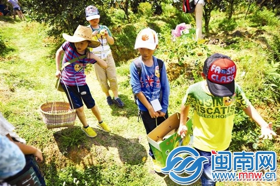 邊走邊吃,我們抬梨下山嘍