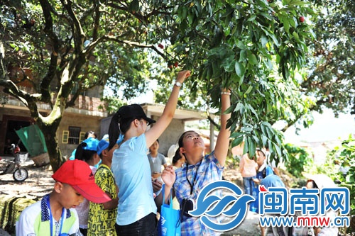 小記者三五成群,男生上樹摘,女生則在樹下伸長胳膊摘